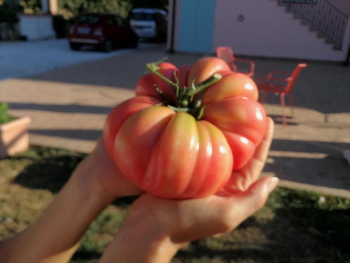 フチェッキオAz.Agricola Agriturismo La Locanda Di Lannアパートメント エクステリア 写真