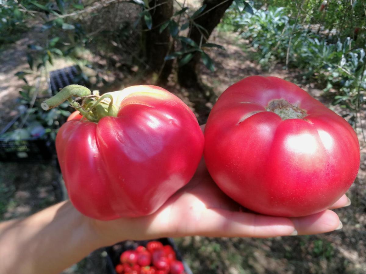 フチェッキオAz.Agricola Agriturismo La Locanda Di Lannアパートメント エクステリア 写真