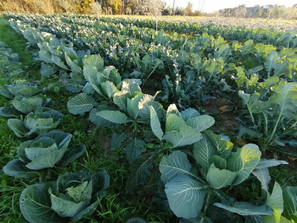 フチェッキオAz.Agricola Agriturismo La Locanda Di Lannアパートメント エクステリア 写真