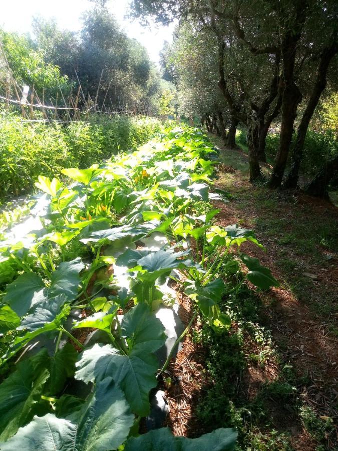 フチェッキオAz.Agricola Agriturismo La Locanda Di Lannアパートメント エクステリア 写真