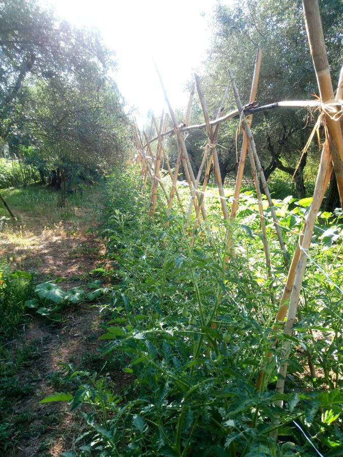 フチェッキオAz.Agricola Agriturismo La Locanda Di Lannアパートメント エクステリア 写真