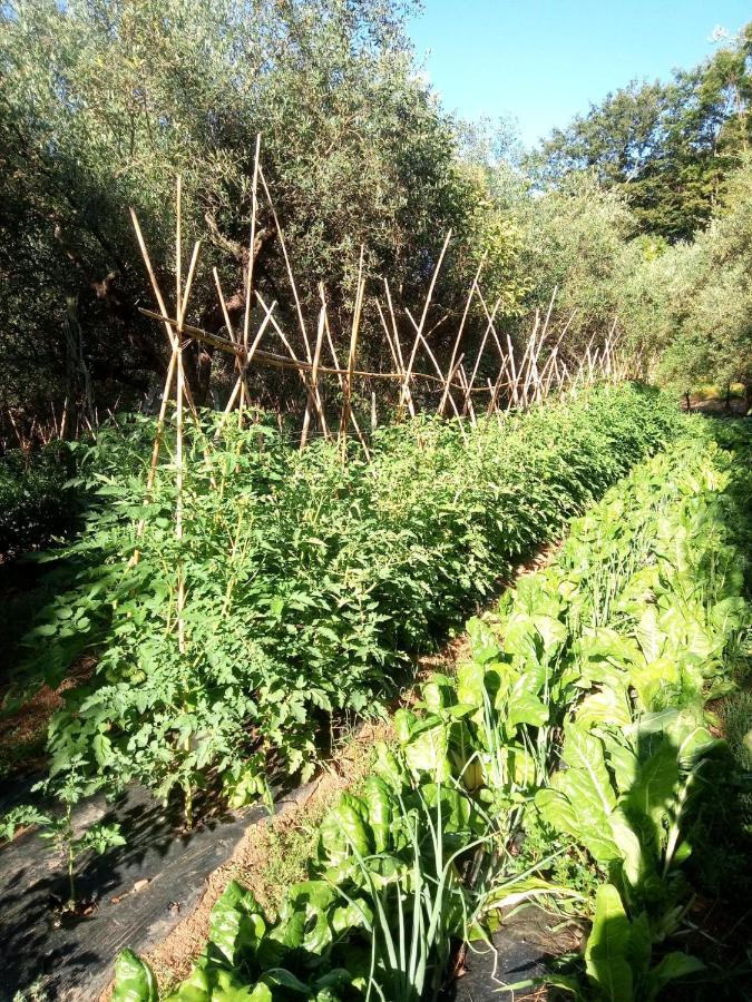 フチェッキオAz.Agricola Agriturismo La Locanda Di Lannアパートメント エクステリア 写真