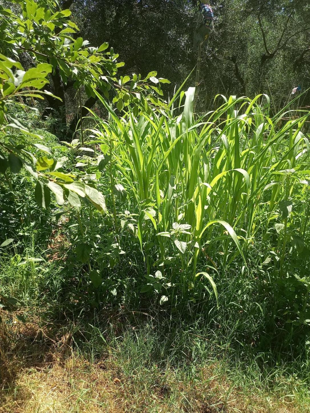 フチェッキオAz.Agricola Agriturismo La Locanda Di Lannアパートメント エクステリア 写真