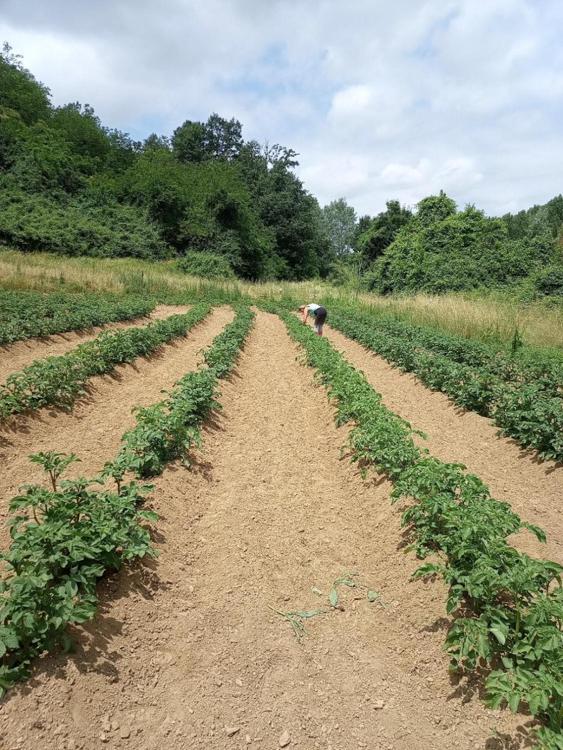 フチェッキオAz.Agricola Agriturismo La Locanda Di Lannアパートメント エクステリア 写真