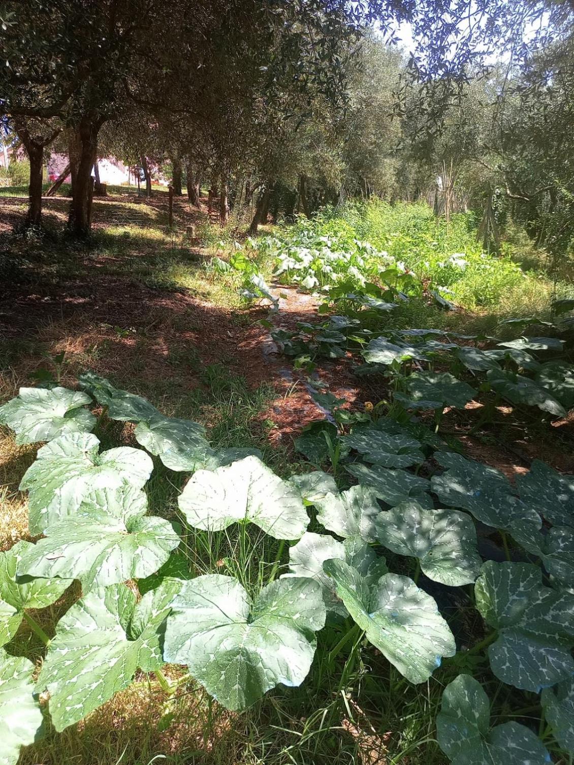 フチェッキオAz.Agricola Agriturismo La Locanda Di Lannアパートメント エクステリア 写真