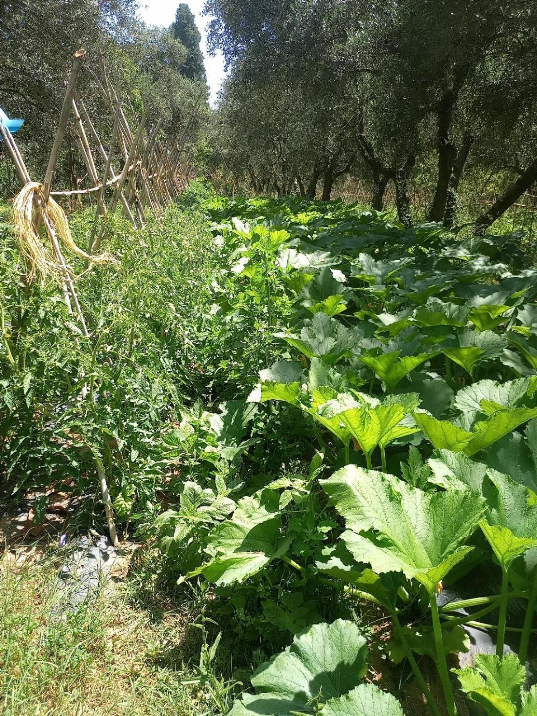 フチェッキオAz.Agricola Agriturismo La Locanda Di Lannアパートメント エクステリア 写真