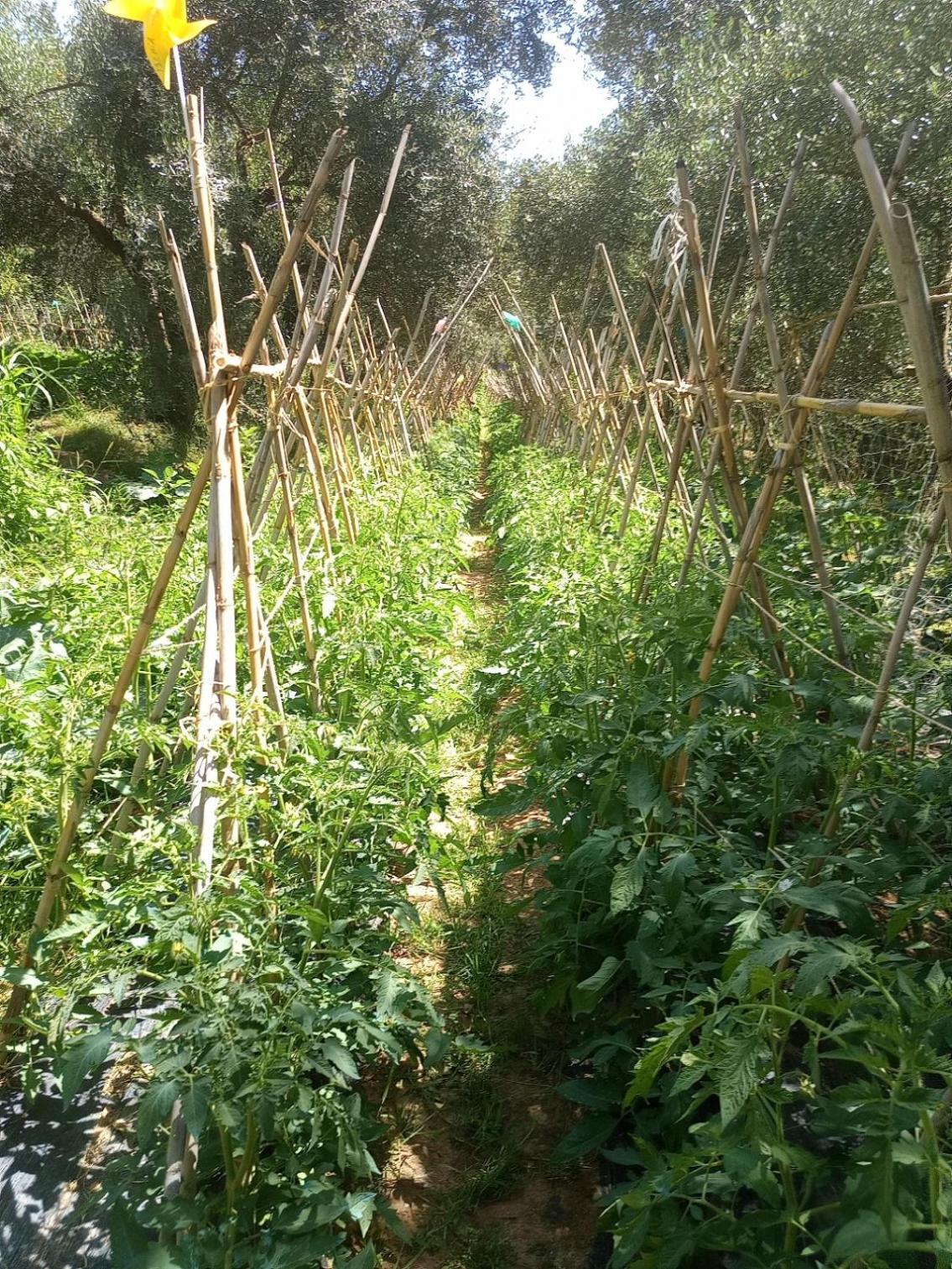フチェッキオAz.Agricola Agriturismo La Locanda Di Lannアパートメント エクステリア 写真